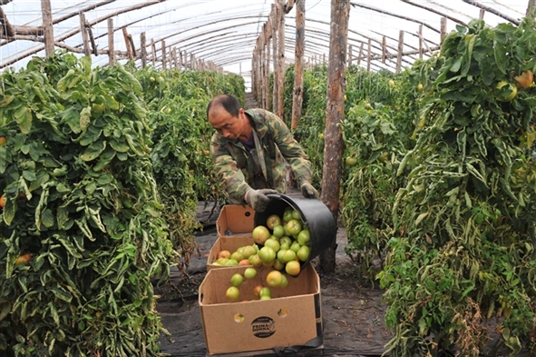 Жители Богатовского района выступили против китайских теплиц