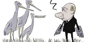 Путинские стерхи будут зимовать в заповеднике, фото Полит.ру