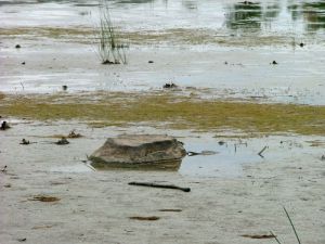 Спасти реки!